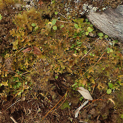 Common lichen amongst bryophytes in subalpine scrub, Mt Anglem Stewart Island.<br>Photographer: Marley Ford, Date taken: 20/03/2022, Licence: <a target='_blank' href='https://creativecommons.org/licenses/by/4.0'>CC BY</a>. <a class='member-message' href='/nzpcn/why-join-nzpcn/' target='_blank'>Members can view a larger version of this image.</a>