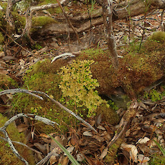 Common lichen amongst bryophytes in subalpine scrub, Mt Anglem Stewart Island.<br>Photographer: Marley Ford, Date taken: 20/03/2022, Licence: <a target='_blank' href='https://creativecommons.org/licenses/by/4.0'>CC BY</a>. <a class='member-message' href='/nzpcn/why-join-nzpcn/' target='_blank'>Members can view a larger version of this image.</a>