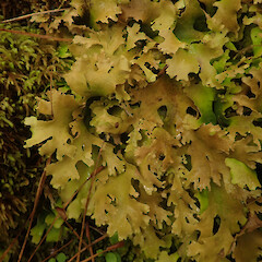 Common lichen amongst bryophytes in subalpine scrub, Mt Anglem Stewart Island.<br>Photographer: Marley Ford, Date taken: 20/03/2022, Licence: <a target='_blank' href='https://creativecommons.org/licenses/by/4.0'>CC BY</a>. <a class='member-message' href='/nzpcn/why-join-nzpcn/' target='_blank'>Members can view a larger version of this image.</a>