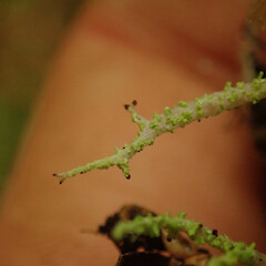Podetia tip, Te Aroha, Waikato.<br>Photographer: Marley Ford, Licence: <a target='_blank' href='https://creativecommons.org/licenses/by/4.0'>CC BY</a>. <a class='member-message' href='/nzpcn/why-join-nzpcn/' target='_blank'>Members can view a larger version of this image.</a>