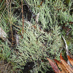 Terricolous trackside, Te Aroha, Waikato.<br>Photographer: Marley Ford, Licence: <a target='_blank' href='https://creativecommons.org/licenses/by/4.0'>CC BY</a>. <a class='member-message' href='/nzpcn/why-join-nzpcn/' target='_blank'>Members can view a larger version of this image.</a>