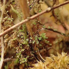 Squamules at podetia base, Waima, Far North.<br>Photographer: Marley Ford, Licence: <a target='_blank' href='https://creativecommons.org/licenses/by/4.0'>CC BY</a>. <a class='member-message' href='/nzpcn/why-join-nzpcn/' target='_blank'>Members can view a larger version of this image.</a>