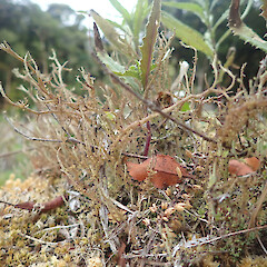 On tree fern stump in lightwell, Waima, Far North.<br>Photographer: Marley Ford, Licence: <a target='_blank' href='https://creativecommons.org/licenses/by/4.0'>CC BY</a>. <a class='member-message' href='/nzpcn/why-join-nzpcn/' target='_blank'>Members can view a larger version of this image.</a>