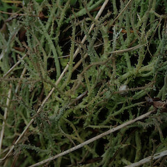 Podetia, Dipton Southland.<br>Photographer: Marley Ford, Licence: <a target='_blank' href='https://creativecommons.org/licenses/by/4.0'>CC BY</a>. <a class='member-message' href='/nzpcn/why-join-nzpcn/' target='_blank'>Members can view a larger version of this image.</a>