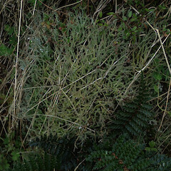 Terricolous, Dipton Southland.<br>Photographer: Marley Ford, Licence: <a target='_blank' href='https://creativecommons.org/licenses/by/4.0'>CC BY</a>. <a class='member-message' href='/nzpcn/why-join-nzpcn/' target='_blank'>Members can view a larger version of this image.</a>