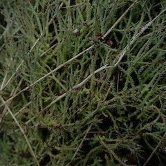 Cladonia scabriuscula