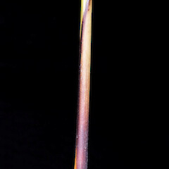 Leaf sheath. Stokes Valley, Lower Hutt.<br>Photographer: Jeremy R. Rolfe, Date taken: 02/01/2017, Licence: <a target='_blank' href='https://creativecommons.org/licenses/by/4.0'>CC BY</a>. <a class='member-message' href='/nzpcn/why-join-nzpcn/' target='_blank'>Members can view a larger version of this image.</a>
