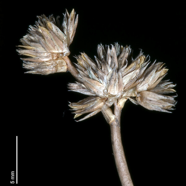 Juncus holoschoenus var. holoschoenus