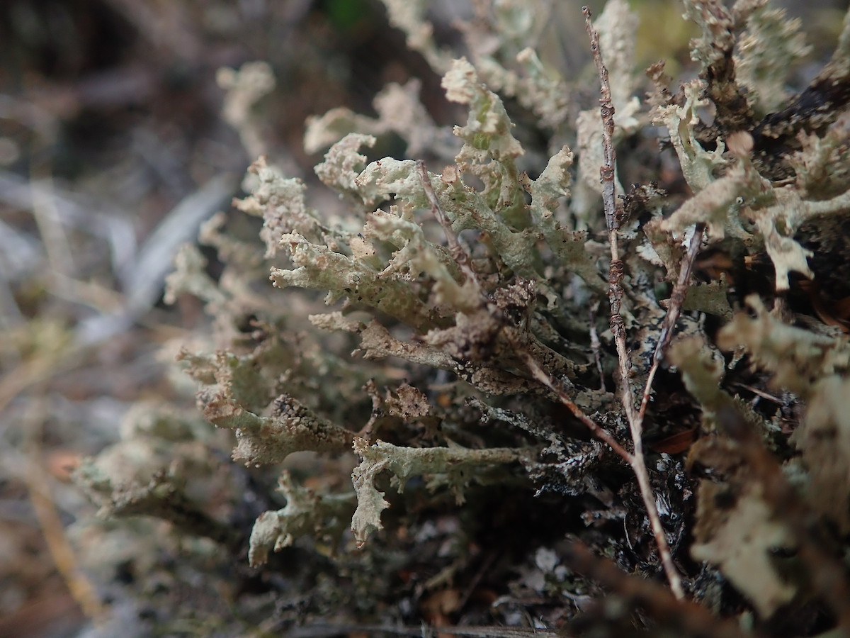 Cladonia southlandica • New Zealand Plant Conservation Network