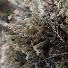 Terricolous in alpine, Mt Anglem Stewart Island.<br>Photographer: Marley Ford, Licence: <a target='_blank' href='https://creativecommons.org/licenses/by/4.0'>CC BY</a>. <a class='member-message' href='/nzpcn/why-join-nzpcn/' target='_blank'>Members can view a larger version of this image.</a>