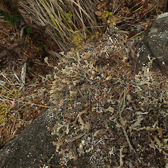 Terricolous in alpine, Mt Anglem Stewart Island.<br>Photographer: Marley Ford, Licence: <a target='_blank' href='https://creativecommons.org/licenses/by/4.0'>CC BY</a>. <a class='member-message' href='/nzpcn/why-join-nzpcn/' target='_blank'>Members can view a larger version of this image.</a>