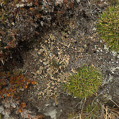 Terricolous in alpine, Mt Anglem Stewart Island.<br>Photographer: Marley Ford, Licence: <a target='_blank' href='https://creativecommons.org/licenses/by/4.0'>CC BY</a>. <a class='member-message' href='/nzpcn/why-join-nzpcn/' target='_blank'>Members can view a larger version of this image.</a>