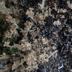 Terricolous in alpine, Mt Anglem Stewart Island.<br>Photographer: Marley Ford, Licence: <a target='_blank' href='https://creativecommons.org/licenses/by/4.0'>CC BY</a>. <a class='member-message' href='/nzpcn/why-join-nzpcn/' target='_blank'>Members can view a larger version of this image.</a>