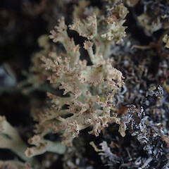 Terricolous in alpine, Mt Anglem Stewart Island.<br>Photographer: Marley Ford, Licence: <a target='_blank' href='https://creativecommons.org/licenses/by/4.0'>CC BY</a>. <a class='member-message' href='/nzpcn/why-join-nzpcn/' target='_blank'>Members can view a larger version of this image.</a>