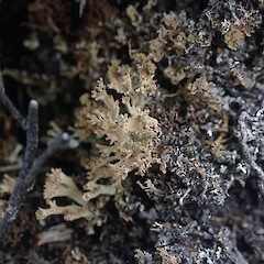 Terricolous in alpine, Mt Anglem Stewart Island.<br>Photographer: Marley Ford, Licence: <a target='_blank' href='https://creativecommons.org/licenses/by/4.0'>CC BY</a>. <a class='member-message' href='/nzpcn/why-join-nzpcn/' target='_blank'>Members can view a larger version of this image.</a>