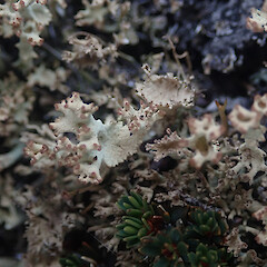 Terricolous in alpine, Mt Anglem Stewart Island.<br>Photographer: Marley Ford, Licence: <a target='_blank' href='https://creativecommons.org/licenses/by/4.0'>CC BY</a>. <a class='member-message' href='/nzpcn/why-join-nzpcn/' target='_blank'>Members can view a larger version of this image.</a>