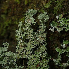 Terricolous trackside, St John’s Bush Auckland.<br>Photographer: Marley Ford, Date taken: 02/05/2020, Licence: <a target='_blank' href='https://creativecommons.org/licenses/by-nc/4.0'>CC BY-NC</a>. <a class='member-message' href='/nzpcn/why-join-nzpcn/' target='_blank'>Members can view a larger version of this image.</a>