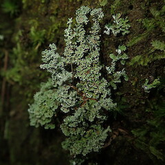Terricolous trackside, St John’s Bush Auckland.<br>Photographer: Marley Ford, Date taken: 02/05/2020, Licence: <a target='_blank' href='https://creativecommons.org/licenses/by-nc/4.0'>CC BY-NC</a>. <a class='member-message' href='/nzpcn/why-join-nzpcn/' target='_blank'>Members can view a larger version of this image.</a>