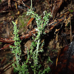 Cladonia imbricata