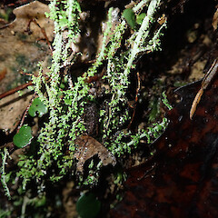 Terricolous, Hokianga Far North.<br>Photographer: Marley Ford, Licence: Public domain. <a class='member-message' href='/nzpcn/why-join-nzpcn/' target='_blank'>Members can view a larger version of this image.</a>