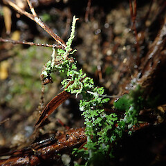 Terricolous, Hokianga Far North.<br>Photographer: Marley Ford, Licence: Public domain. <a class='member-message' href='/nzpcn/why-join-nzpcn/' target='_blank'>Members can view a larger version of this image.</a>