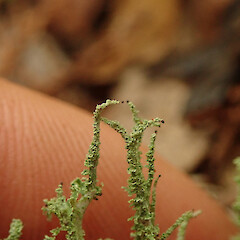 Terricolous, Hokianga Far North.<br>Photographer: Marley Ford, Licence: <a target='_blank' href='https://creativecommons.org/licenses/by/4.0'>CC BY</a>. <a class='member-message' href='/nzpcn/why-join-nzpcn/' target='_blank'>Members can view a larger version of this image.</a>
