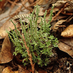 Terricolous, Hokianga Far North.<br>Photographer: Marley Ford, Licence: <a target='_blank' href='https://creativecommons.org/licenses/by/4.0'>CC BY</a>. <a class='member-message' href='/nzpcn/why-join-nzpcn/' target='_blank'>Members can view a larger version of this image.</a>