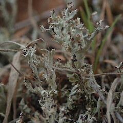 Terricolous, Dome Valley Auckland.<br>Photographer: Marley Ford, Licence: <a target='_blank' href='https://creativecommons.org/licenses/by/4.0'>CC BY</a>. <a class='member-message' href='/nzpcn/why-join-nzpcn/' target='_blank'>Members can view a larger version of this image.</a>