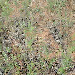 Terricolous, Dome Valley Auckland.<br>Photographer: Marley Ford, Licence: <a target='_blank' href='https://creativecommons.org/licenses/by/4.0'>CC BY</a>. <a class='member-message' href='/nzpcn/why-join-nzpcn/' target='_blank'>Members can view a larger version of this image.</a>