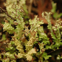 Cladonia incerta