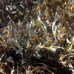 Terricolous, Waikumete Auckland.<br>Photographer: Marley Ford, Licence: <a target='_blank' href='https://creativecommons.org/licenses/by/4.0'>CC BY</a>. <a class='member-message' href='/nzpcn/why-join-nzpcn/' target='_blank'>Members can view a larger version of this image.</a>