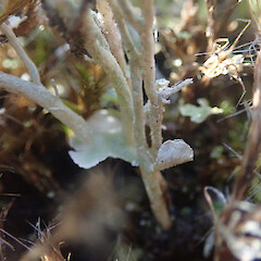 Terricolous, Waikumete Auckland.<br>Photographer: Marley Ford, Licence: <a target='_blank' href='https://creativecommons.org/licenses/by/4.0'>CC BY</a>. <a class='member-message' href='/nzpcn/why-join-nzpcn/' target='_blank'>Members can view a larger version of this image.</a>