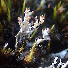 Terricolous, Waikumete Auckland.<br>Photographer: Marley Ford, Licence: <a target='_blank' href='https://creativecommons.org/licenses/by/4.0'>CC BY</a>. <a class='member-message' href='/nzpcn/why-join-nzpcn/' target='_blank'>Members can view a larger version of this image.</a>
