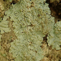 On oak tree, Huntly.<br>Photographer: Melissa Hutchison, Date taken: 23/02/2022, Licence: <a target='_blank' href='https://creativecommons.org/licenses/by-nc/4.0'>CC BY-NC</a>. <a class='member-message' href='/nzpcn/why-join-nzpcn/' target='_blank'>Members can view a larger version of this image.</a>