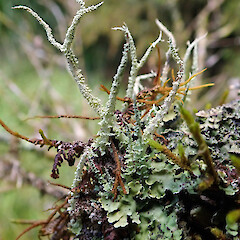 Occasional. Epiphytic (muscicolous / corticolous) on ramarama, Awaroa Valley Waikato.<br>Photographer: Peter J de Lange, Date taken: 12/01/2022, Licence: <a target='_blank' href='https://creativecommons.org/licenses/by-nc/4.0'>CC BY-NC</a>. <a class='member-message' href='/nzpcn/why-join-nzpcn/' target='_blank'>Members can view a larger version of this image.</a>