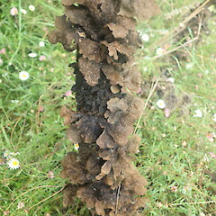 Sticta fuliginosa