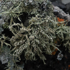 Saxicolous - coastal form, Mangere Auckland.<br>Photographer: Marley Ford, Licence: <a target='_blank' href='https://creativecommons.org/licenses/by/4.0'>CC BY</a>. <a class='member-message' href='/nzpcn/why-join-nzpcn/' target='_blank'>Members can view a larger version of this image.</a>