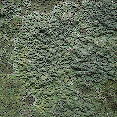 Local corticolous lichen in alluvial forest, Long Bush Gisborne.<br>Photographer: Marley Ford, Licence: <a target='_blank' href='https://creativecommons.org/licenses/by/4.0'>CC BY</a>. <a class='member-message' href='/nzpcn/why-join-nzpcn/' target='_blank'>Members can view a larger version of this image.</a>