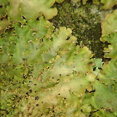 Corticolous in alluvial forest remnant, Long Bush Gisborne.<br>Photographer: Marley Ford, Date taken: 24/01/2022, Licence: <a target='_blank' href='https://creativecommons.org/licenses/by-nc/4.0'>CC BY-NC</a>. <a class='member-message' href='/nzpcn/why-join-nzpcn/' target='_blank'>Members can view a larger version of this image.</a>