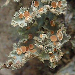 Corticolous on nikau, Puhoi Auckland.<br>Photographer: Marley Ford, Date taken: 17/02/2022, Licence: <a target='_blank' href='https://creativecommons.org/licenses/by/4.0'>CC BY</a>. <a class='member-message' href='/nzpcn/why-join-nzpcn/' target='_blank'>Members can view a larger version of this image.</a>