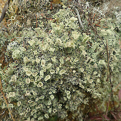 Terricolous, Long Bush Gisborne.<br>Photographer: Marley Ford, Date taken: 25/01/2022, Licence: <a target='_blank' href='https://creativecommons.org/licenses/by/4.0'>CC BY</a>. <a class='member-message' href='/nzpcn/why-join-nzpcn/' target='_blank'>Members can view a larger version of this image.</a>