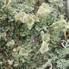 Terricolous, Long Bush Gisborne.<br>Photographer: Marley Ford, Date taken: 25/01/2022, Licence: <a target='_blank' href='https://creativecommons.org/licenses/by/4.0'>CC BY</a>. <a class='member-message' href='/nzpcn/why-join-nzpcn/' target='_blank'>Members can view a larger version of this image.</a>