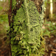 Psoromidium aleuroides