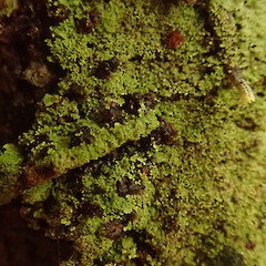 Corticolous in broadleaf forest, Hokianga Far North.<br>Photographer: Marley Ford, Date taken: 21/06/2020, Licence: <a target='_blank' href='https://creativecommons.org/licenses/by/4.0'>CC BY</a>. <a class='member-message' href='/nzpcn/why-join-nzpcn/' target='_blank'>Members can view a larger version of this image.</a>