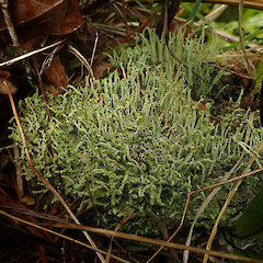 Terricolous on coast, Ulva Island Stewart Island.<br>Photographer: Marley Ford, Date taken: 24/03/2022, Licence: <a target='_blank' href='https://creativecommons.org/licenses/by/4.0'>CC BY</a>. <a class='member-message' href='/nzpcn/why-join-nzpcn/' target='_blank'>Members can view a larger version of this image.</a>