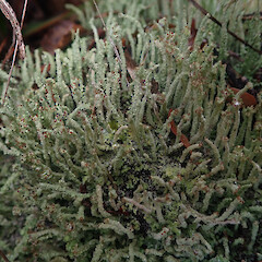 Terricolous on coast, Ulva Island Stewart Island.<br>Photographer: Marley Ford, Date taken: 24/03/2022, Licence: <a target='_blank' href='https://creativecommons.org/licenses/by/4.0'>CC BY</a>. <a class='member-message' href='/nzpcn/why-join-nzpcn/' target='_blank'>Members can view a larger version of this image.</a>
