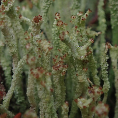 Terricolous on coast, Ulva Island Stewart Island.<br>Photographer: Marley Ford, Date taken: 24/03/2022, Licence: <a target='_blank' href='https://creativecommons.org/licenses/by/4.0'>CC BY</a>. <a class='member-message' href='/nzpcn/why-join-nzpcn/' target='_blank'>Members can view a larger version of this image.</a>