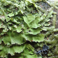 Corticolous, Waimamaku Far North.<br>Photographer: Marley Ford, Date taken: 26/03/2021, Licence: <a target='_blank' href='https://creativecommons.org/licenses/by/4.0'>CC BY</a>. <a class='member-message' href='/nzpcn/why-join-nzpcn/' target='_blank'>Members can view a larger version of this image.</a>