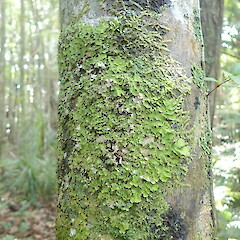 Lobaria asperula