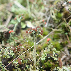 Lignicolous on tree stump, Cox’s Bay Auckland.<br>Photographer: Marley Ford, Date taken: 04/10/2021, Licence: <a target='_blank' href='https://creativecommons.org/licenses/by/4.0'>CC BY</a>. <a class='member-message' href='/nzpcn/why-join-nzpcn/' target='_blank'>Members can view a larger version of this image.</a>